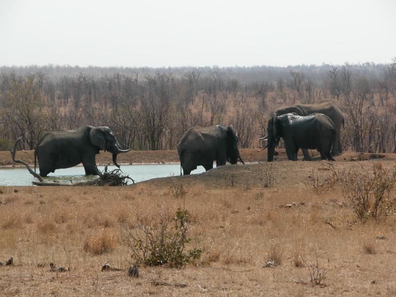 Kruger-1-09