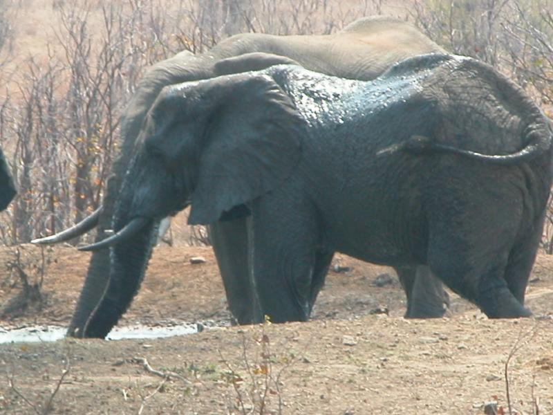 Kruger-1-11