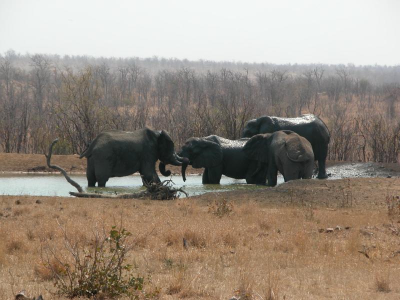 Kruger-1-16