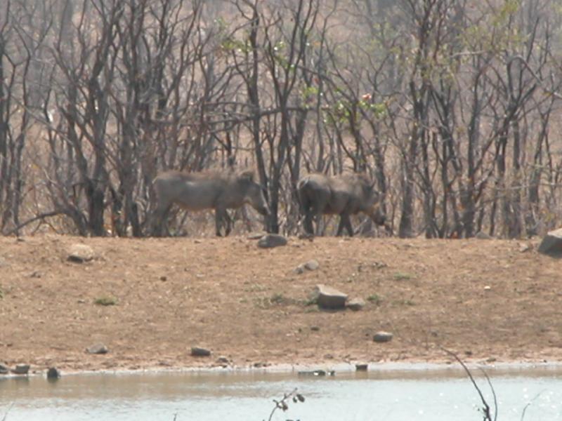 Kruger-1-17