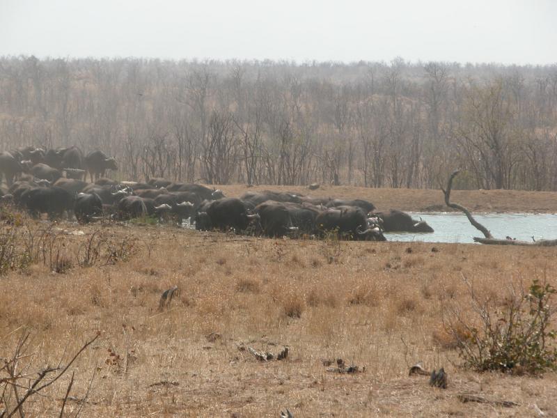 Kruger-1-20