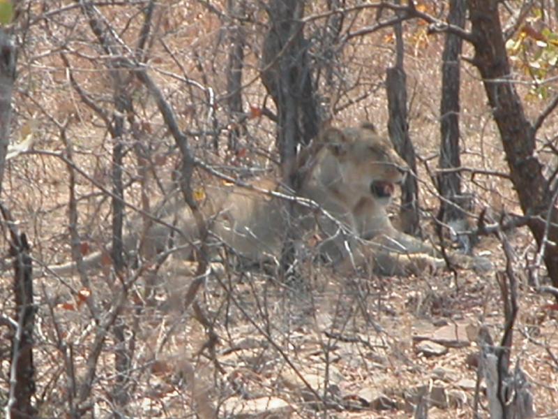 Kruger-1-25