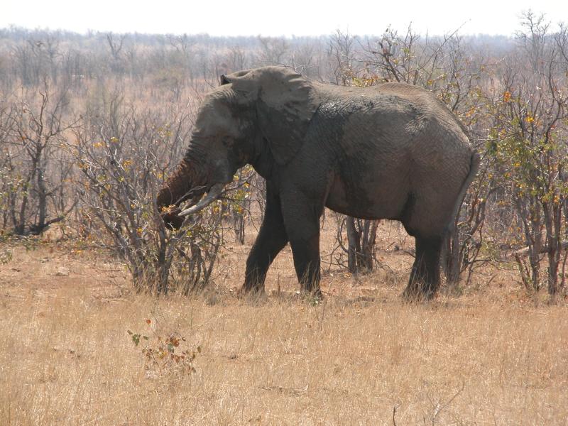 Kruger-1-28