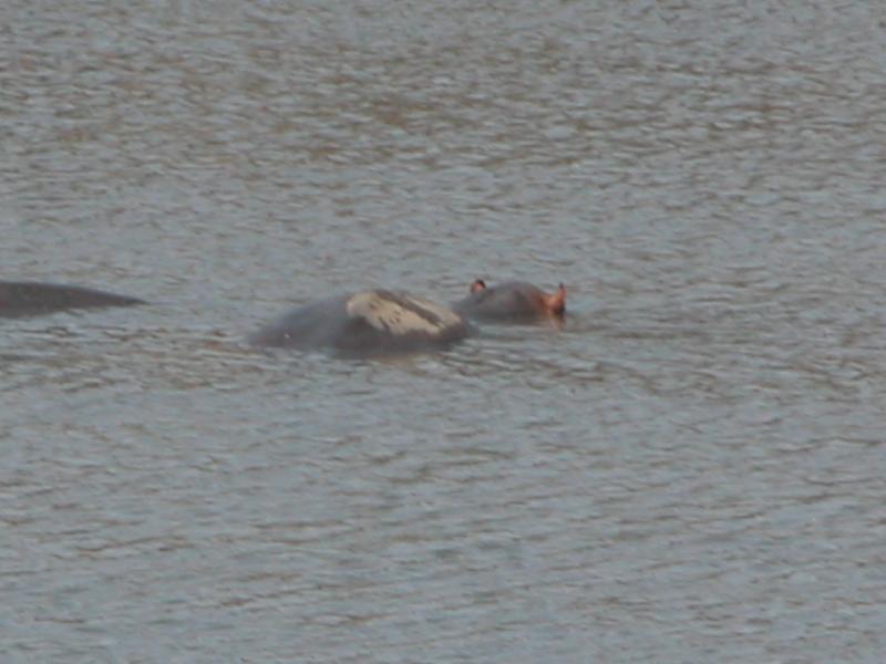 Kruger-1-33