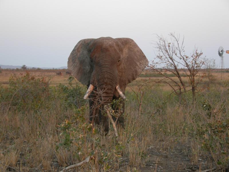 Kruger-1-51