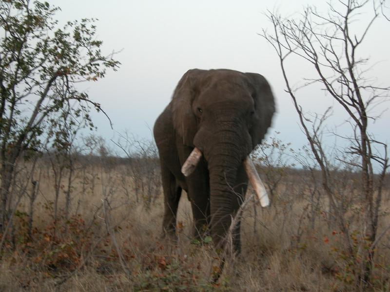 Kruger-1-53