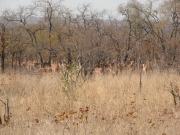 Kruger-1-08