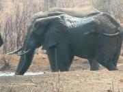 Kruger-1-11