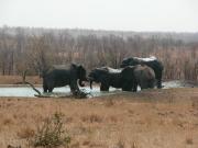 Kruger-1-16