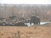 Kruger-1-21