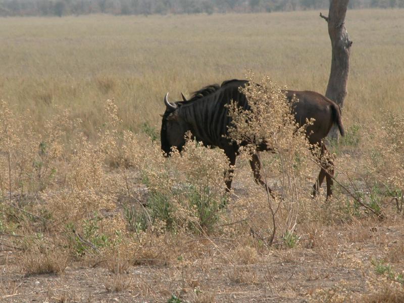 Kruger-2-06-1
