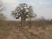Kruger-2-01