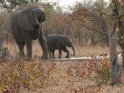 Kruger-2-04