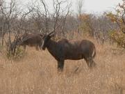 Kruger-2-06