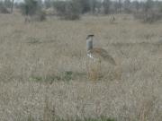 Kruger-2-08
