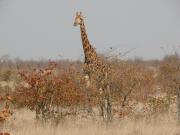 Kruger-2-14