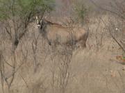 Kruger-2-17