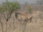 Kruger-2-18