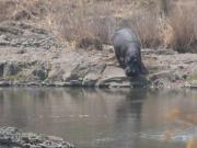 Kruger-2-20