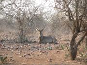 Kruger-2-51
