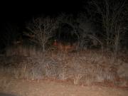 Kruger-2-54