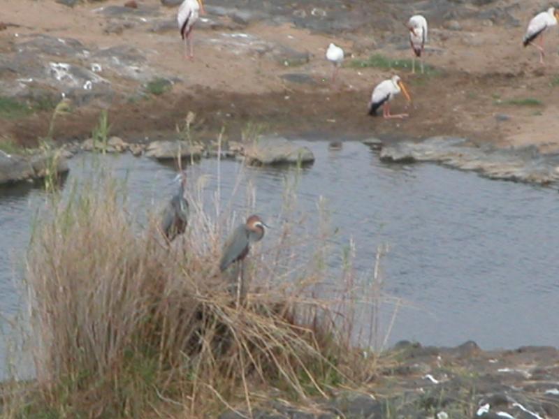 Kruger-3-03