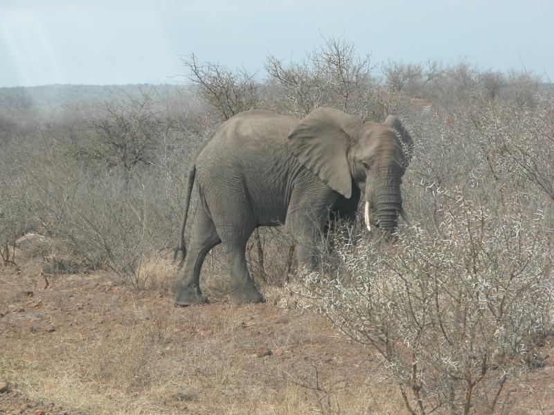 Kruger-3-04