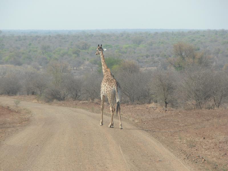 Kruger-3-05