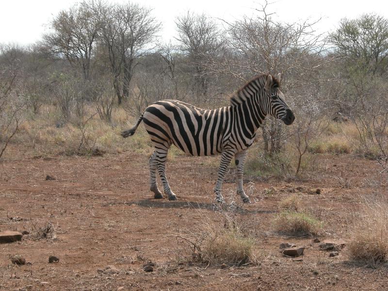 Kruger-3-06