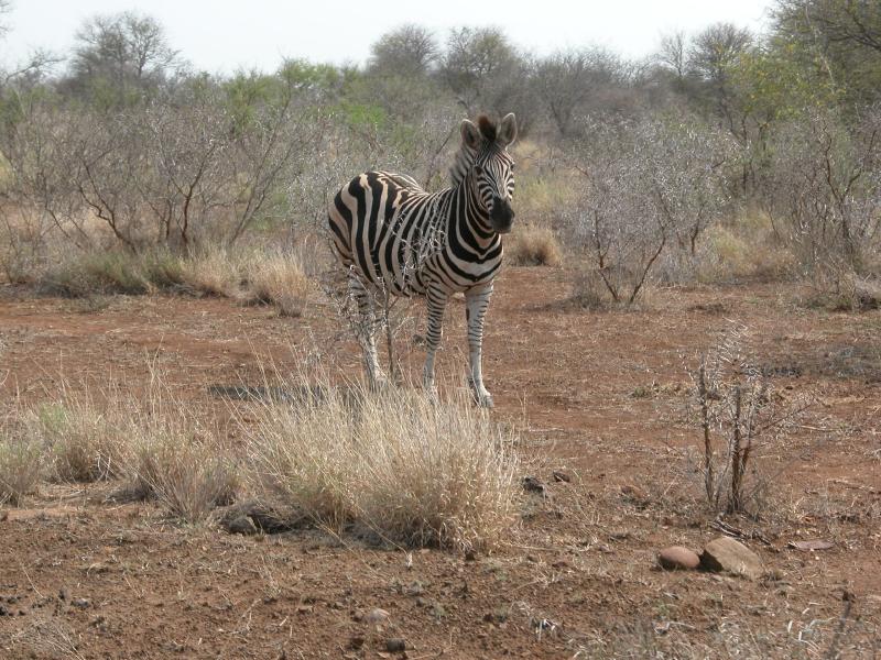 Kruger-3-07