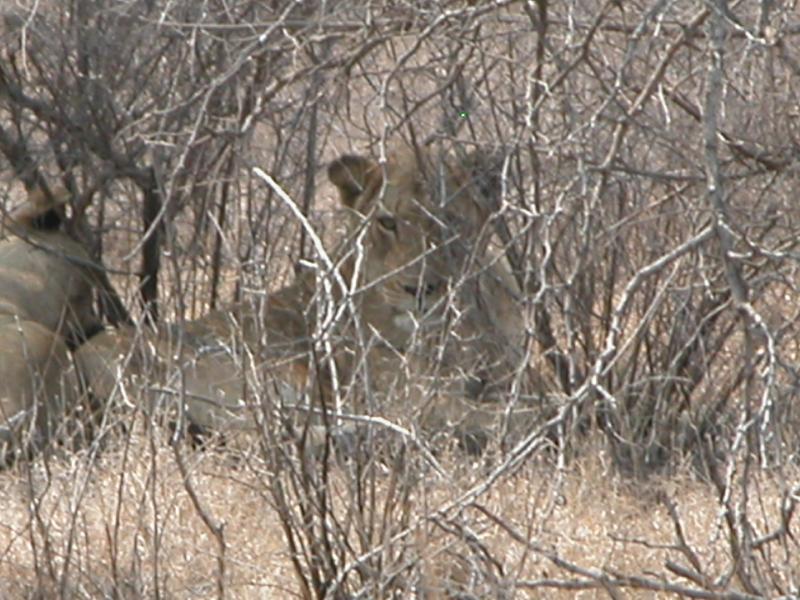 Kruger-3-08