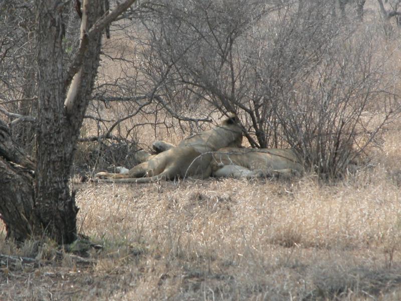 Kruger-3-09