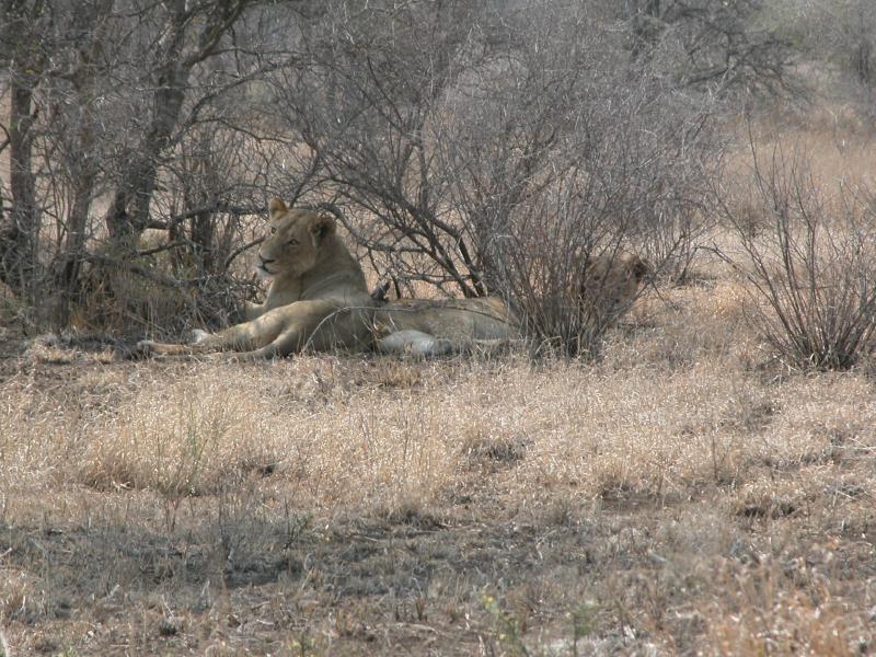 Kruger-3-10