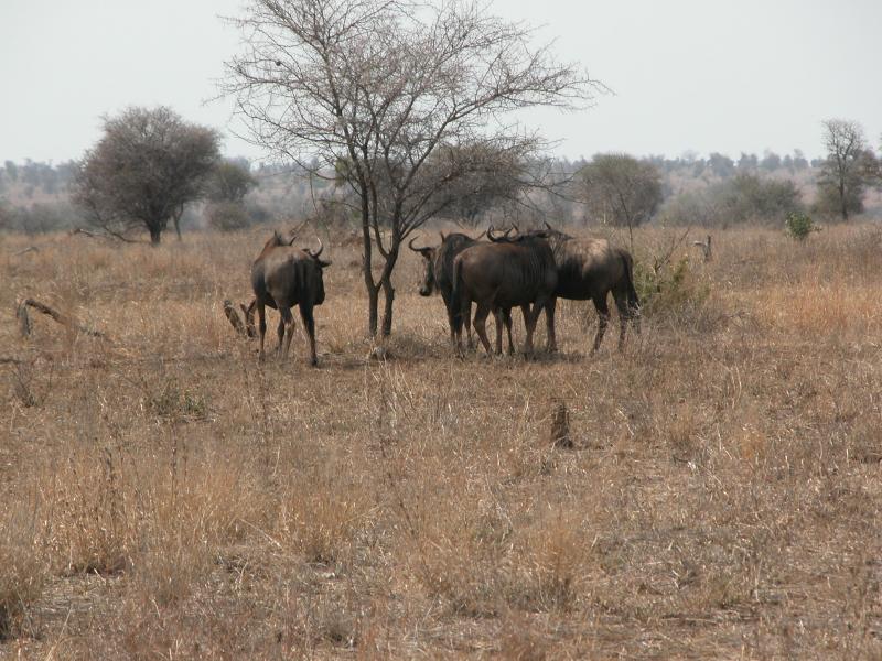 Kruger-3-11