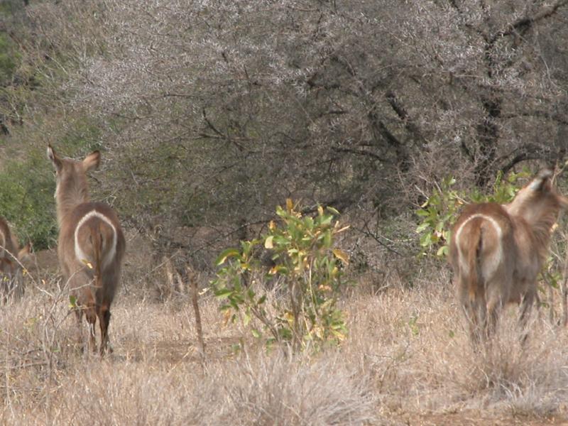 Kruger-3-12