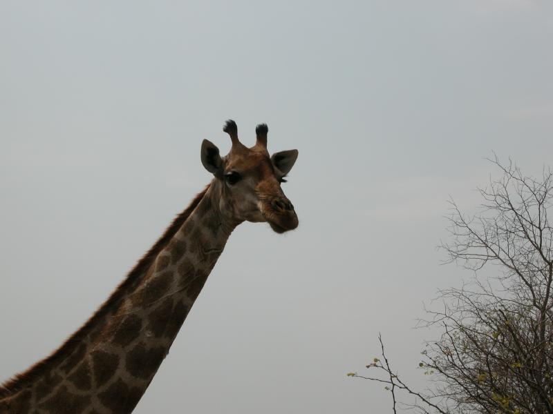 Kruger-3-13