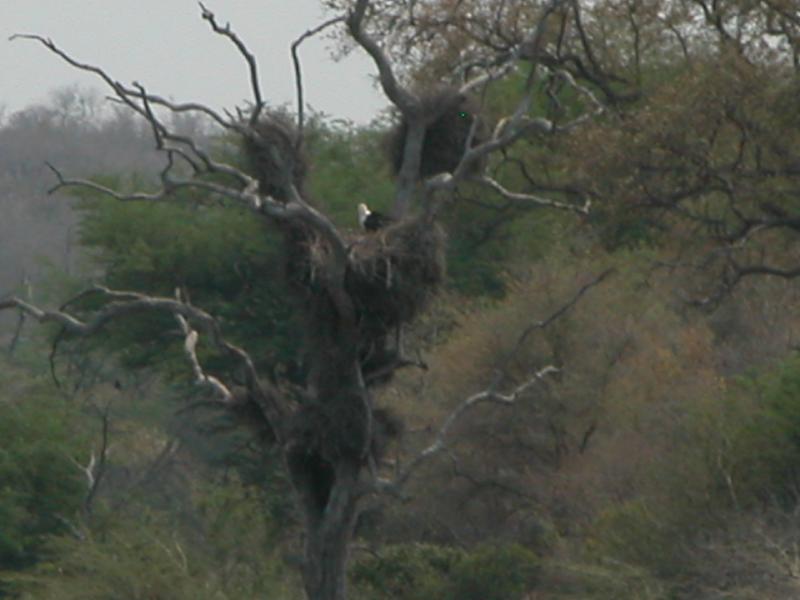 Kruger-3-15