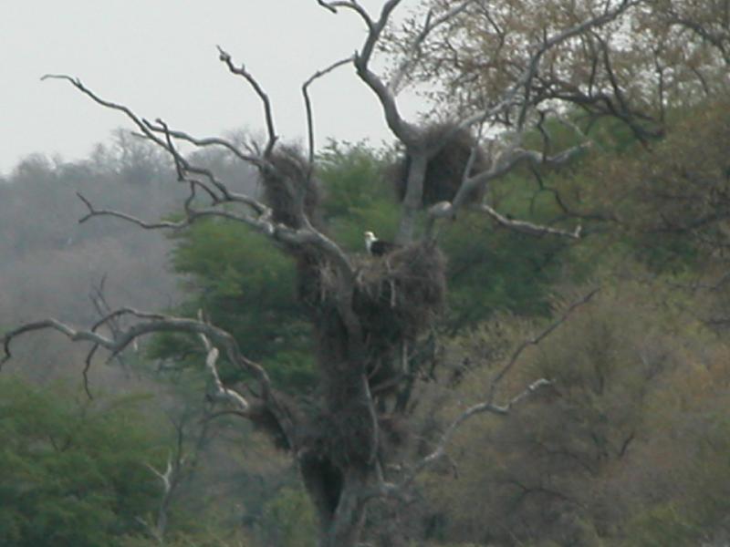Kruger-3-17