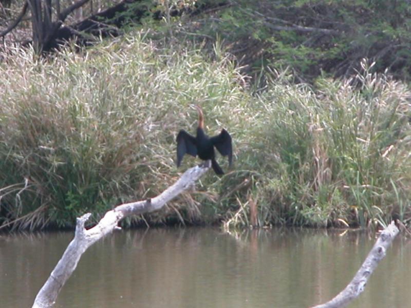Kruger-3-18