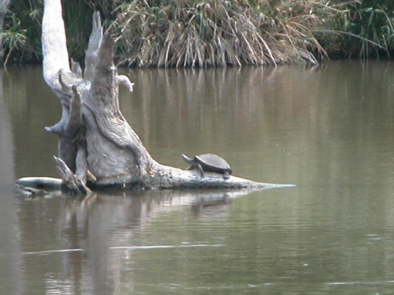 Kruger-3-19