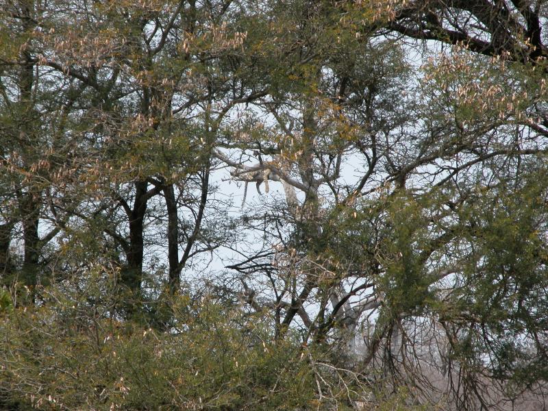 Kruger-3-23