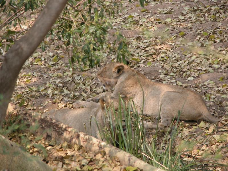 Kruger-3-24