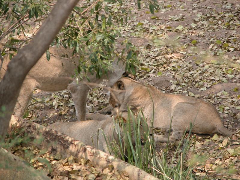 Kruger-3-25