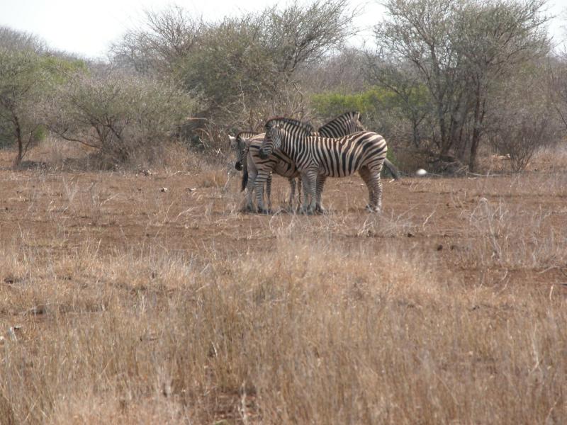 Kruger-3-28