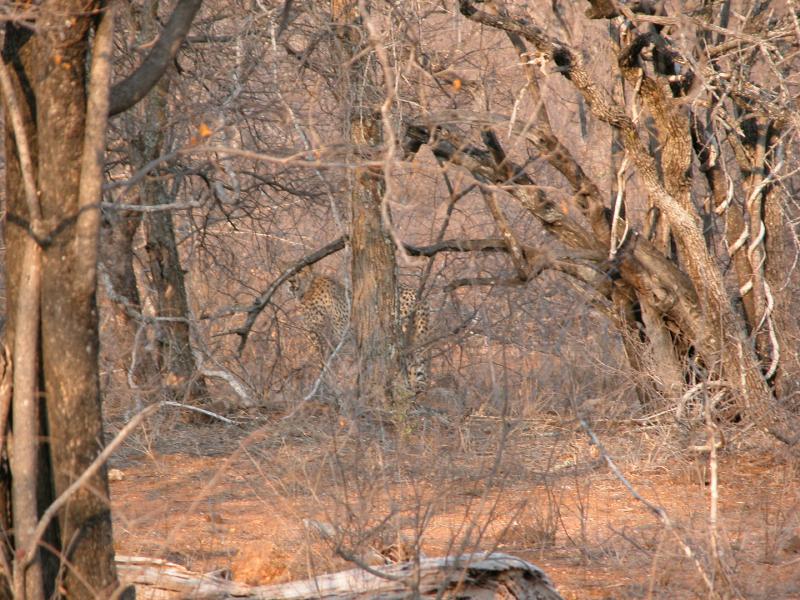 Kruger-3-41