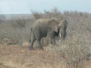 Kruger-3-04