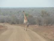 Kruger-3-05