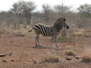 Kruger-3-06