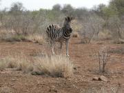 Kruger-3-07