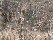 Kruger-3-08